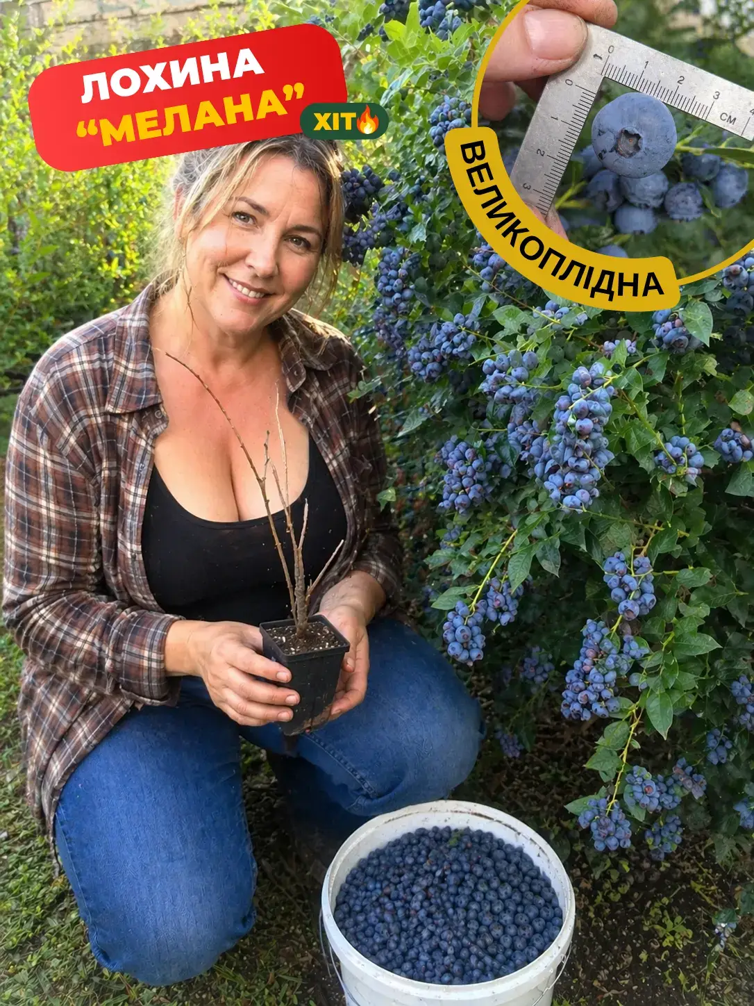 Саджанець лохини Мелана П9